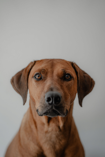 Hond
