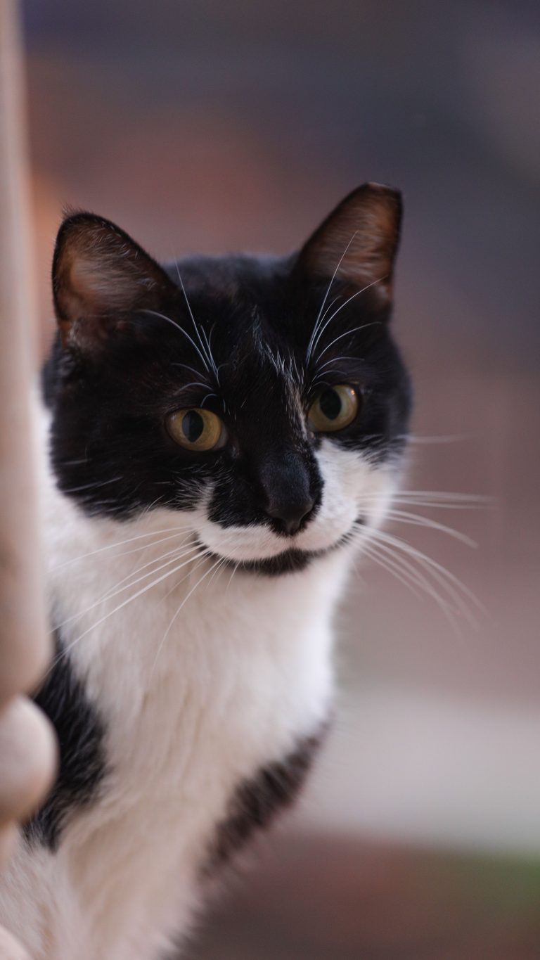 Kat